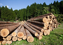 О лицензировании экспорта из Республики Беларусь отдельных видов лесоматериалов